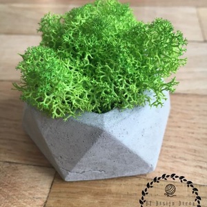 Beton mini kaspó zuzmóval - Meska.hu