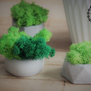 Beton mini kaspó zuzmóval - otthon & életmód - dekoráció - virágdísz és tartó - cserép & kaspó - Meska.hu