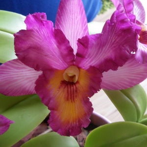 rózsaszín cattleya - agyag orchidea  -  - Meska.hu