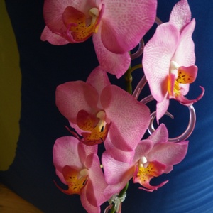 rózsaszín agyag orchidea - phalaenopsis -  - Meska.hu