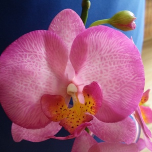 rózsaszín agyag orchidea - phalaenopsis -  - Meska.hu
