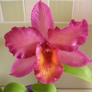 cattleya orchidea agyagból, 1 virággal - rózsaszín -  - Meska.hu