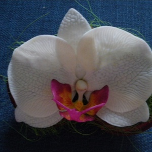phalaenosis (lepke) orchidea virág termésben - fehér - Meska.hu