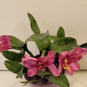 rózsaszín cattleya - agyag orchidea  - otthon & életmód - dekoráció - dísztárgy - Meska.hu