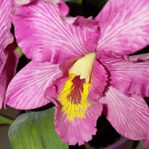 rózsaszín cattleya - agyag orchidea  - otthon & életmód - dekoráció - dísztárgy - Meska.hu