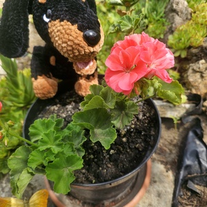 Horgolt baby tacskó - Meska.hu