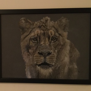 Oroszlán/Lion Zsűrizett festmény/Jury painting - művészet - festmény - pasztell - Meska.hu