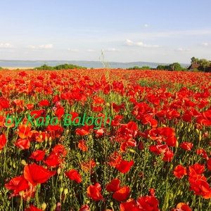 Pipacsmező a Balatonnál - nagyon piros pipacsok fotó/poszter/vászonkép falidísze, Művészet, Fotográfia, Tájkép, Fotó, grafika, rajz, illusztráció, MESKA