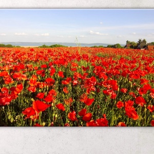 Pipacsmezős balatoni táj - vászonkép - Meska.hu