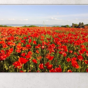 Pipacsmező a Balatonnál - nagyon piros pipacsok fotó/poszter/vászonkép falidísze - művészet - fotográfia - tájkép - Meska.hu
