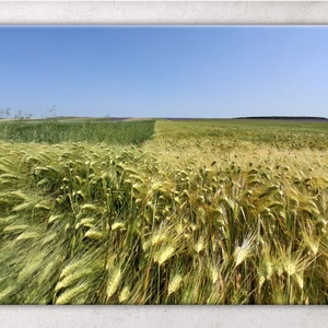 Búzamezős, bőséges, fényes élet(kép) - vászonkép, Művészet, Fotográfia, Tájkép, Fotó, grafika, rajz, illusztráció, MESKA