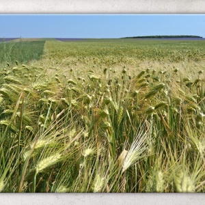 Búzamezős, bőséges, fényes élet(kép) - vászonkép - művészet - fotográfia - tájkép - Meska.hu