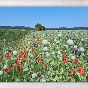 Életfa mákmezőn: bőség, szerencse, természet, élet - vászonkép, Művészet, Fotográfia, Tájkép, Fotó, grafika, rajz, illusztráció, MESKA