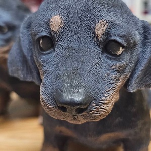 Tacskó gyertya, Kellékek & szerszámok, Dekorációs kellékek, Dekorációs gyertya, Gyertya-, mécseskészítés, MESKA