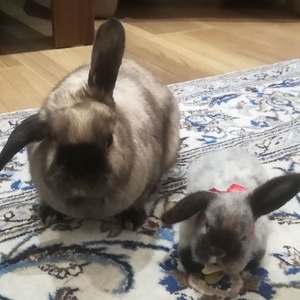 Tűnemezelt, nemez lógó fülű nyuszi - játék & sport - plüssállat & játékfigura - kutya - Meska.hu