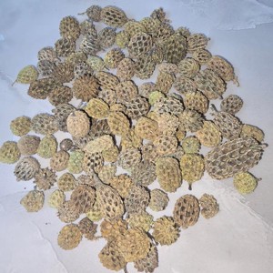 Casuarina - falfestékes narancssárga 5 dkg, Kellékek & szerszámok, Dekorációs kellékek, Termések, terméscsomagok, , MESKA