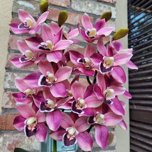 Csónakorchidea magasfényű kaspóban - Meska.hu