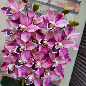 Csónakorchidea magasfényű kaspóban - otthon & életmód - dekoráció - virágdísz és tartó - cserép & kaspó - Meska.hu