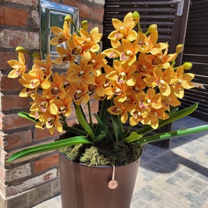 Állókaspós csónakorchidea virágdekoráció - Meska.hu