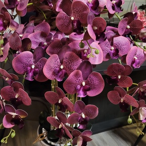 Élethű, gondozásmentes Orchidea Dekoráció - otthon & életmód - dekoráció - virágdísz és tartó - virágállvány - Meska.hu