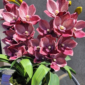 Csónakorchidea asztaldekoráció, Otthon & Életmód, Dekoráció, Virágdísz és tartó, Csokor & Virágdísz, Virágkötés, MESKA