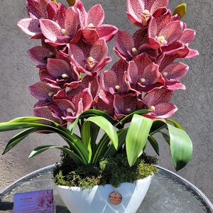 Csónakorchidea asztaldekoráció - otthon & életmód - dekoráció - virágdísz és tartó - csokor & virágdísz - Meska.hu