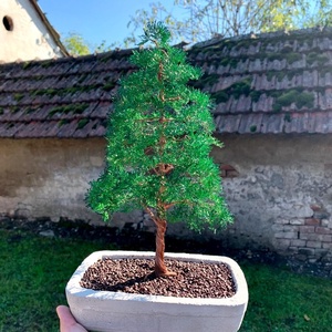 Fenyő bonsai - művészet - szobor - fa - Meska.hu