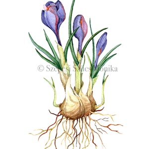 Krókusz - Print (Akvarell), Otthon & Életmód, Dekoráció, Kép & Falikép, Művészi nyomat, Festészet, Fotó, grafika, rajz, illusztráció, MESKA