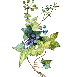 Borostyán - Print (Akvarell), Otthon & Életmód, Dekoráció, Kép & Falikép, Művészi nyomat, Festészet, Fotó, grafika, rajz, illusztráció, MESKA
