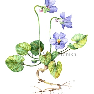 Ibolya - Print (Akvarell), Otthon & Életmód, Dekoráció, Kép & Falikép, Művészi nyomat, Festészet, Fotó, grafika, rajz, illusztráció, MESKA