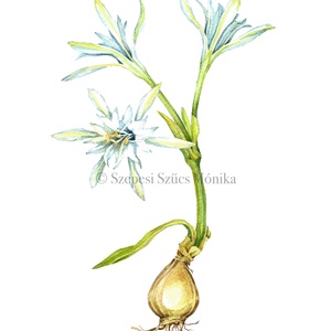 Tengeri nárcisz - Print (Akvarell), Otthon & Életmód, Dekoráció, Kép & Falikép, Művészi nyomat, Fotó, grafika, rajz, illusztráció, Festészet, MESKA