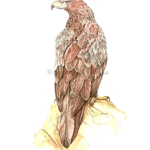 Ékfarkú sas - Print (Akvarell), Otthon & Életmód, Dekoráció, Kép & Falikép, Művészi nyomat, Festészet, Fotó, grafika, rajz, illusztráció, MESKA
