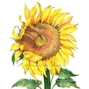 Napraforgó - Print (Akvarell), Otthon & Lakás, Dekoráció, Kép & Falikép, Művészi nyomat, Fotó, grafika, rajz, illusztráció, Festészet, Meska