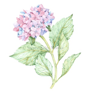 Hortenzia / Lila-Rózsaszín - Print (Akvarell) - Meska.hu