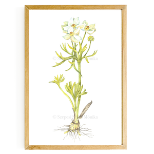 Nárciszlevelű szellőrózsa - Print (Akvarell), Otthon & Életmód, Dekoráció, Kép & Falikép, Művészi nyomat, Fotó, grafika, rajz, illusztráció, Festészet, MESKA