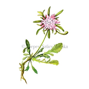 Bíboros ördögszem - Print (Akvarell), Otthon & Életmód, Dekoráció, Kép & Falikép, Művészi nyomat, Festészet, Fotó, grafika, rajz, illusztráció, MESKA