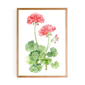 Muskátli - Print (Akvarell) - Meska.hu