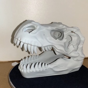 T-rex koponya több méretben - Meska.hu