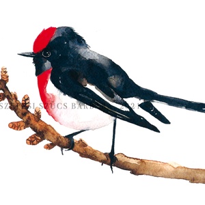 Pirossapkás cinegelégykapó - Print  - Meska.hu