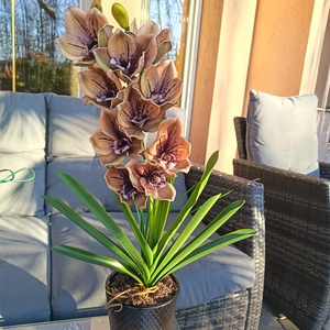 Élethű orchidea dekoráció kerámiakaspóban  - otthon & életmód - dekoráció - asztal és polc dekoráció - asztaldísz - Meska.hu