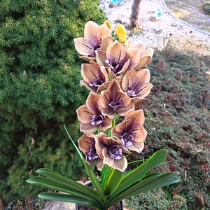 Élethű orchidea dekoráció kerámiakaspóban  - otthon & életmód - dekoráció - asztal és polc dekoráció - asztaldísz - Meska.hu