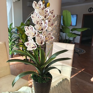 Élethű, különleges csónakorchidea  - otthon & életmód - dekoráció - asztal és polc dekoráció - asztaldísz - Meska.hu