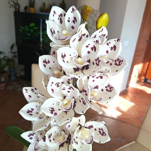 Élethű, különleges csónakorchidea  - otthon & életmód - dekoráció - asztal és polc dekoráció - asztaldísz - Meska.hu