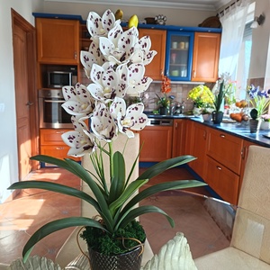 Élethű, különleges csónakorchidea  - otthon & életmód - dekoráció - asztal és polc dekoráció - asztaldísz - Meska.hu