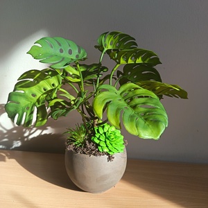 Élethű mini könnyezőpálma pozsgásokkal , Otthon & Életmód, Dekoráció, Asztal és polc dekoráció, Asztaldísz, Virágkötés, MESKA