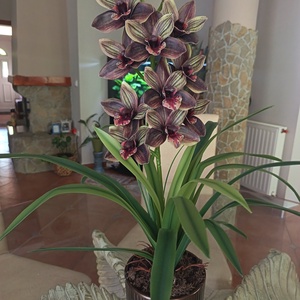 Élethű Cymbidium bronz bordás kerámiakaspóban  - Meska.hu