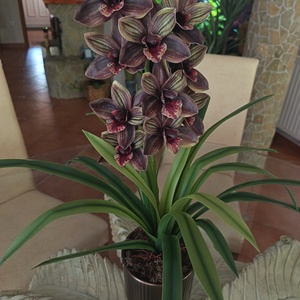 Élethű Cymbidium bronz bordás kerámiakaspóban  - otthon & életmód - dekoráció - asztal és polc dekoráció - asztaldísz - Meska.hu