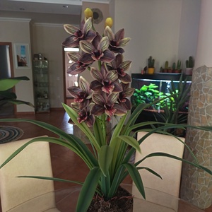 Élethű Cymbidium bronz bordás kerámiakaspóban  - otthon & életmód - dekoráció - asztal és polc dekoráció - asztaldísz - Meska.hu