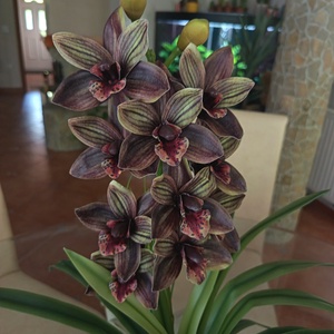 Élethű Cymbidium bronz bordás kerámiakaspóban  - otthon & életmód - dekoráció - asztal és polc dekoráció - asztaldísz - Meska.hu