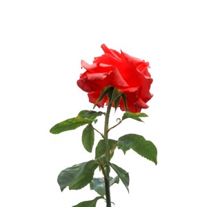 Rózsa illatolaj 10gr - Meska.hu